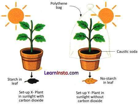 Life Processes in Plants Class 7 Worksheet with Answers Science Chapter 10 7