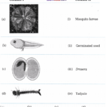 Living Creatures Exploring their Characteristics Class 6 Worksheet with Answers Science Chapter 10 1