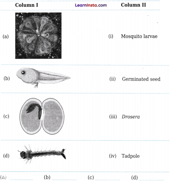 Living Creatures Exploring their Characteristics Class 6 Worksheet with Answers Science Chapter 10 1