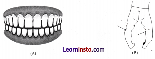 Mindful Eating A Path to a Healthy Body Class 6 Worksheet with Answers Science Chapter 3 4