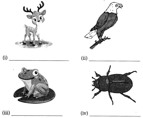 Nature Trail Class 4 Worksheet with Answers EVS Chapter 3 7