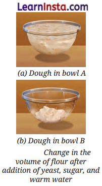 The Invisible Living World Beyond Our Naked Eye Class 8 Questions and Answers Science Chapter 2 10