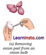 The Invisible Living World Beyond Our Naked Eye Class 8 Questions and Answers Science Chapter 2 5