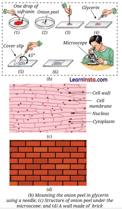 The Invisible Living World Beyond Our Naked Eye Class 8 Questions and Answers Science Chapter 2 6