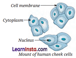 The Invisible Living World Beyond Our Naked Eye Class 8 Questions and Answers Science Chapter 2 7