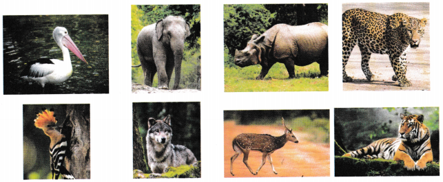 Class 5 Hindi Chapter 8 Question Answer काजीरंगा राष्ट्रीय उद्यान की यात्रा 2