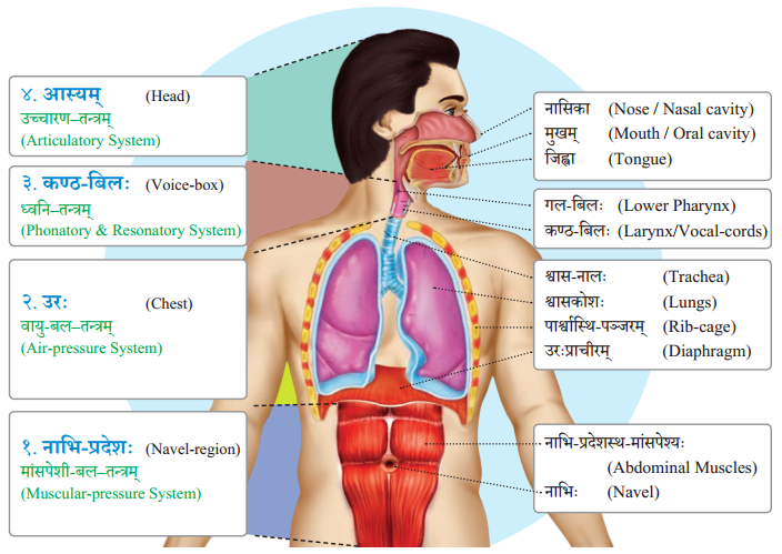 Class 8 Sanskrit Chapter 13 Hindi Translation वर्णोच्चारण-शिक्षा १ Summary 1