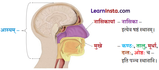 Class 8 Sanskrit Chapter 13 Hindi Translation वर्णोच्चारण-शिक्षा १ Summary 2