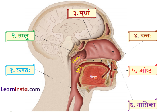 Class 8 Sanskrit Chapter 13 Hindi Translation वर्णोच्चारण-शिक्षा १ Summary 3