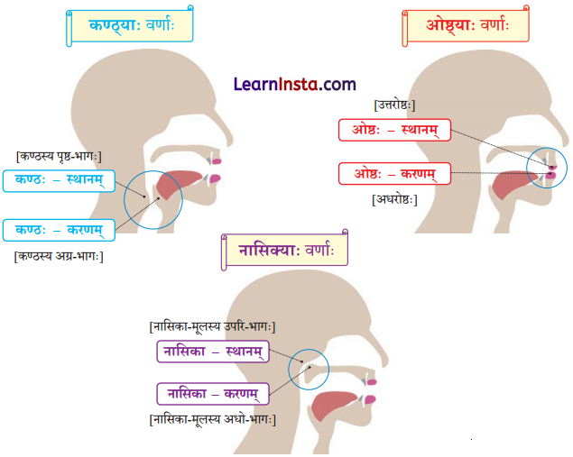 Class 8 Sanskrit Chapter 13 Hindi Translation वर्णोच्चारण-शिक्षा १ Summary 6