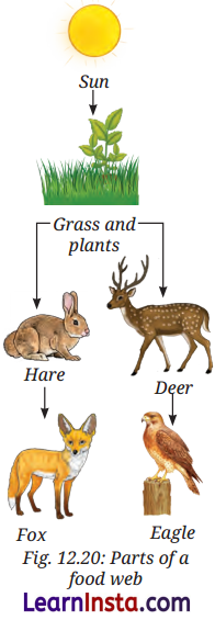 How Nature Works in Harmony Class 8 Questions and Answers Science Chapter 12 2