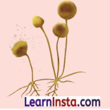 The Invisible Living World Beyond Our Naked Eye Class 8 Extra Questions and Answers Science Chapter 2 3