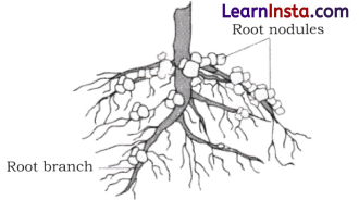 The Invisible Living World Beyond Our Naked Eye Class 8 Extra Questions and Answers Science Chapter 2 7
