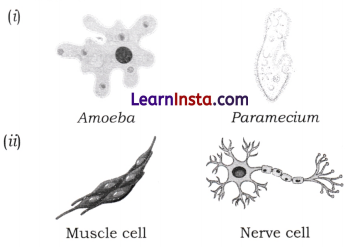 The Invisible Living World Beyond Our Naked Eye Class 8 Extra Questions and Answers Science Chapter 2 8