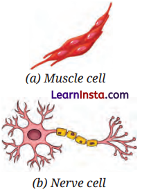 The Invisible Living World Beyond Our Naked Eye Class 8 Notes Science Chapter 2 2