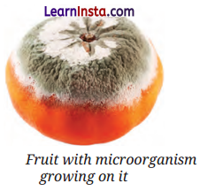 The Invisible Living World Beyond Our Naked Eye Class 8 Notes Science Chapter 2 3