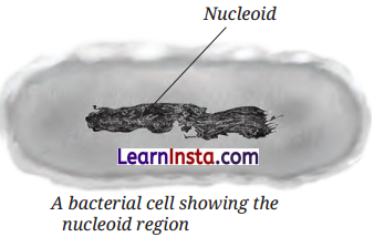 The Invisible Living World Beyond Our Naked Eye Class 8 Notes Science Chapter 2 4