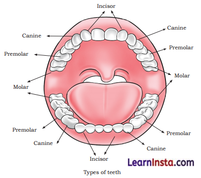 The Mystery of Food Class 5 Question Answer EVS Chapter 3 4