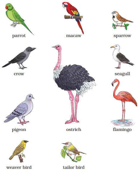 The Wise Parrot Class 5 Question Answer English Santoor Chapter 4 7