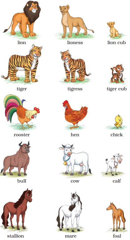 What a Tank Class 5 Question Answer English Santoor Chapter 6 2