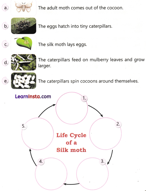 Clothes How Things are Made Class 5 Worksheet with Answers EVS Chapter 8 3