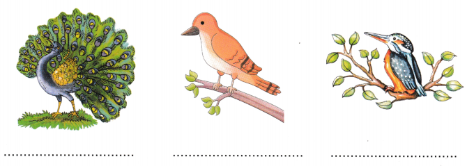 The Wise Parrot Class 5 Worksheet with Answers English Chapter 4 3