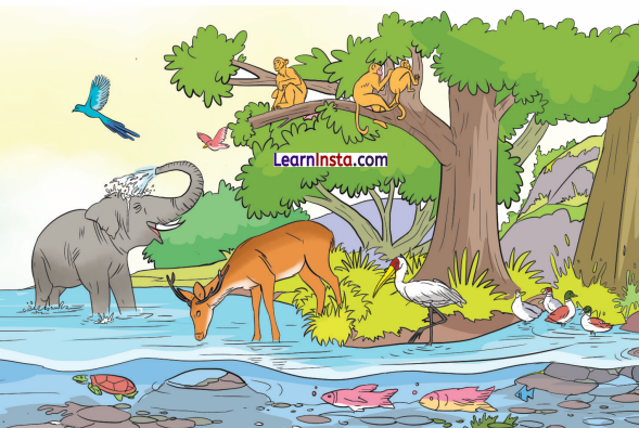 Water The Essence of Life Class 5 Notes EVS Chapter 1 1