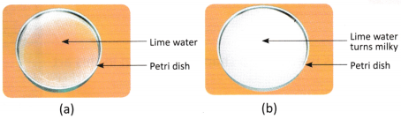 Nature of Matter Elements, Compounds, and Mixtures Class 8 Worksheet with Answers Science Chapter 8 2