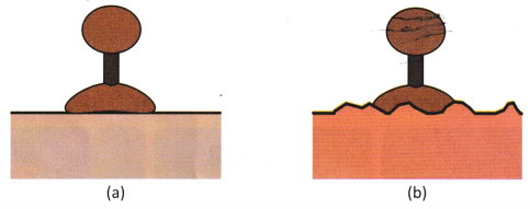 Pressure, Winds, Storms, and Cyclones Class 8 Worksheet with Answers Science Chapter 6 3