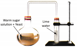 The Invisible Living World Beyond Our Naked Eye Class 8 Worksheet with Answers Science Chapter 2 2