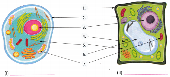 The Invisible Living World Beyond Our Naked Eye Class 8 Worksheet with Answers Science Chapter 2 3