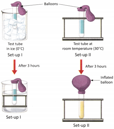 The Invisible Living World Beyond Our Naked Eye Class 8 Worksheet with Answers Science Chapter 2 5