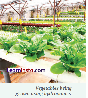 The Story of Indian Farming Class 7 Extra Questions and Answers SST Chapter 1 1