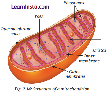 Cell The Building Block of Life Class 9 Extra Questions and Answer Science Chapter 2 2