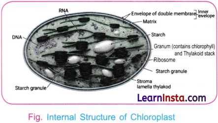 Cell The Building Block of Life Class 9 Notes Science Chapter 2 11