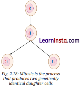 Cell The Building Block of Life Class 9 Notes Science Chapter 2 12
