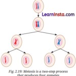 Cell The Building Block of Life Class 9 Notes Science Chapter 2 13