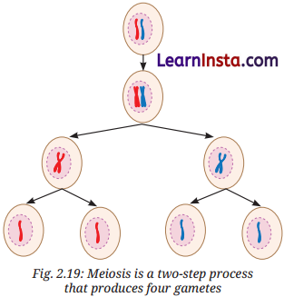 Cell The Building Block of Life Class 9 Notes Science Chapter 2 13