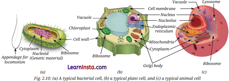 Cell The Building Block of Life Class 9 Notes Science Chapter 2 4