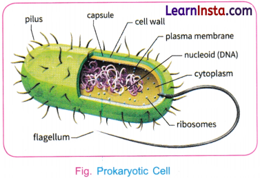 Cell The Building Block of Life Class 9 Notes Science Chapter 2 5