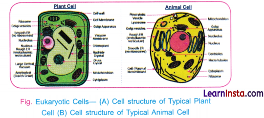 Cell The Building Block of Life Class 9 Notes Science Chapter 2 6