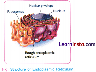 Cell The Building Block of Life Class 9 Notes Science Chapter 2 8