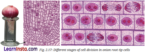 Cell The Building Block of Life Class 9 Question Answer Science Exploration Chapter 2 11
