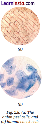Cell The Building Block of Life Class 9 Question Answer Science Exploration Chapter 2 14