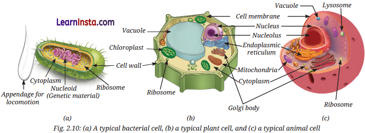 Cell The Building Block of Life Class 9 Question Answer Science Exploration Chapter 2 6
