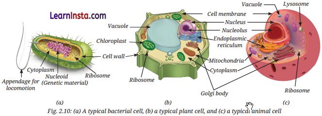 Cell The Building Block of Life Class 9 Question Answer Science Exploration Chapter 2 6