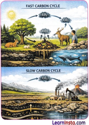 Earth as a System Energy Matter and Life Class 9 Extra Questions and Answer Science Chapter 13 1