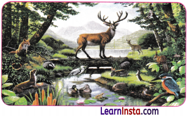 Patterns in Life Diversity and Classification Class 9 Notes Science Chapter 12 1