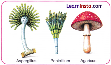 Patterns in Life Diversity and Classification Class 9 Notes Science Chapter 12 10