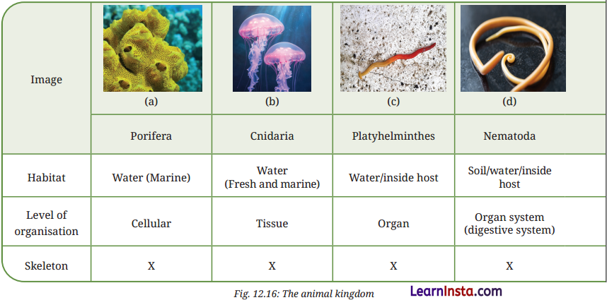 Patterns in Life Diversity and Classification Class 9 Notes Science Chapter 12 11